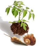 arena y tierra cuadro pintura